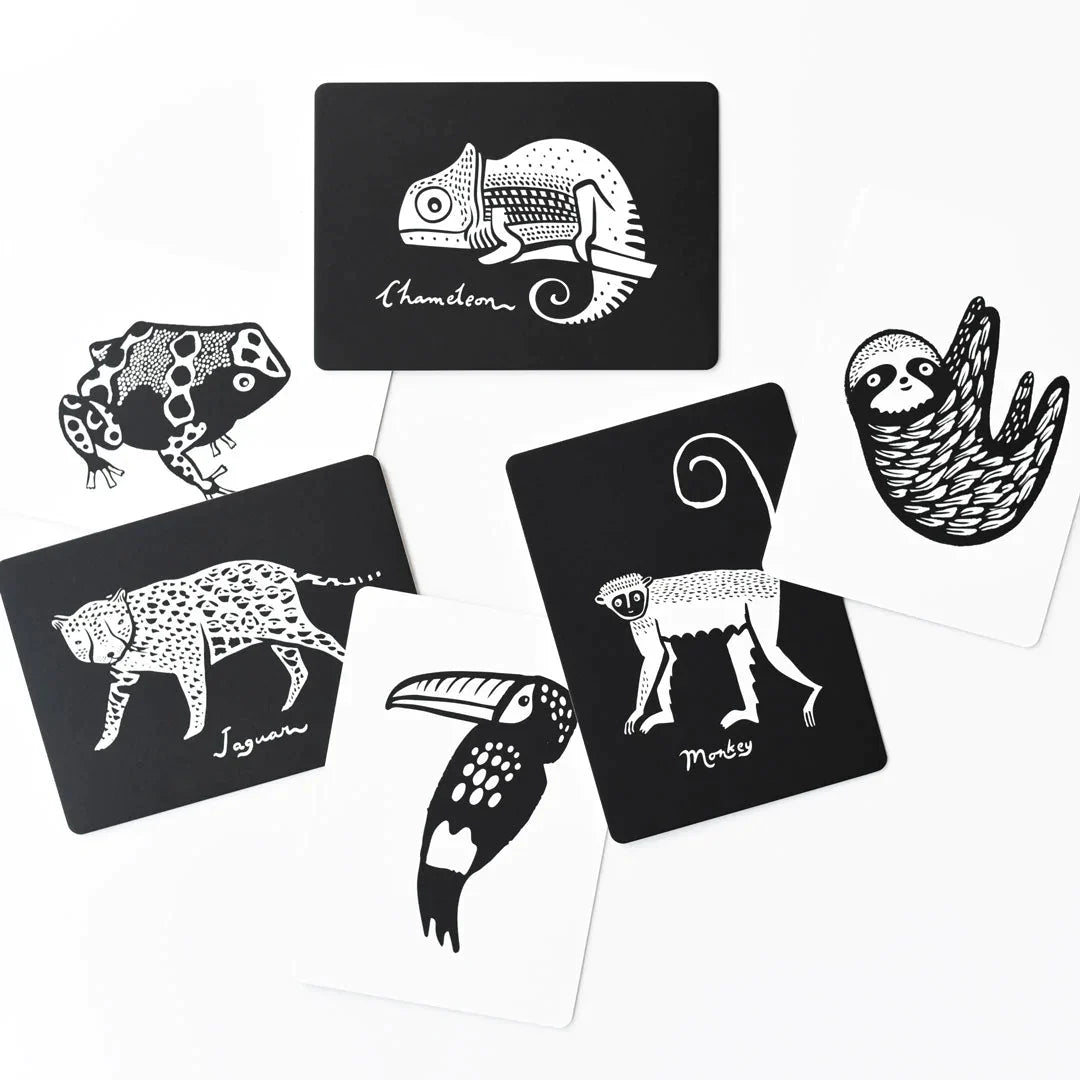 Wee Gallery Art Cards - Rainforest Collection