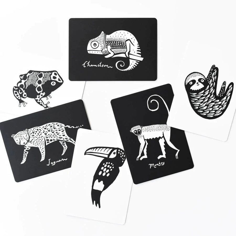 Wee Gallery Art Cards - Rainforest Collection