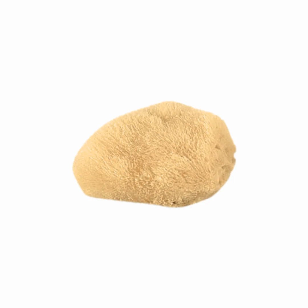 BAJA BABY Sea Sponge Large - Image 1